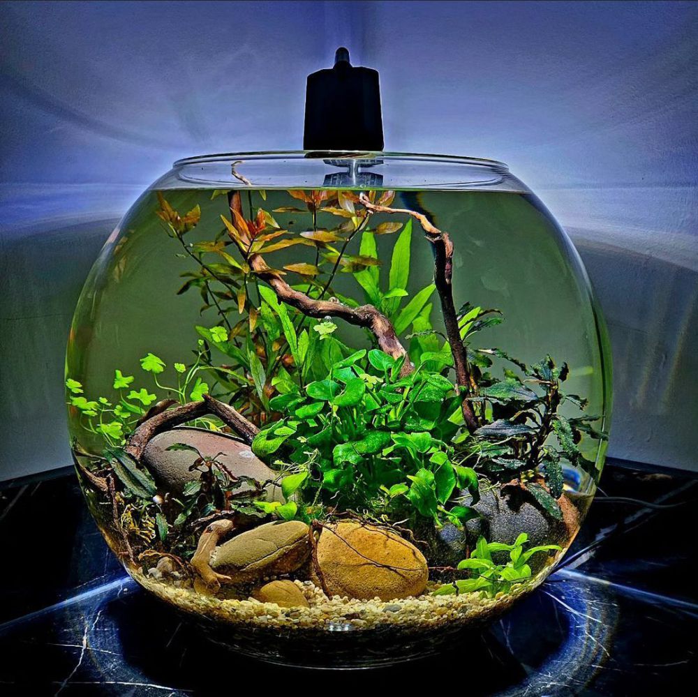 7 Inspirasi Aquarium yang Cocok untuk Kamar Kost, Simpel