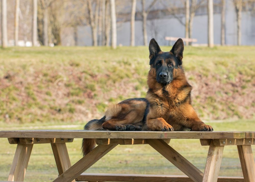 5 Fakta German Shepherd, Si Anjing Berbakat