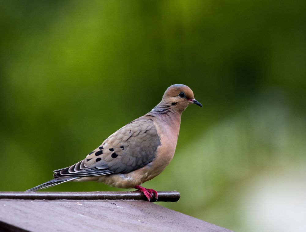 10 Fakta Unik Burung Merpati Duka