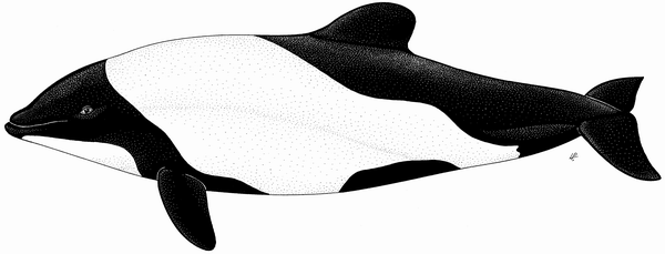 6 Fakta Unik Lumba-lumba Commerson, Mamalia Laut Mirip Panda