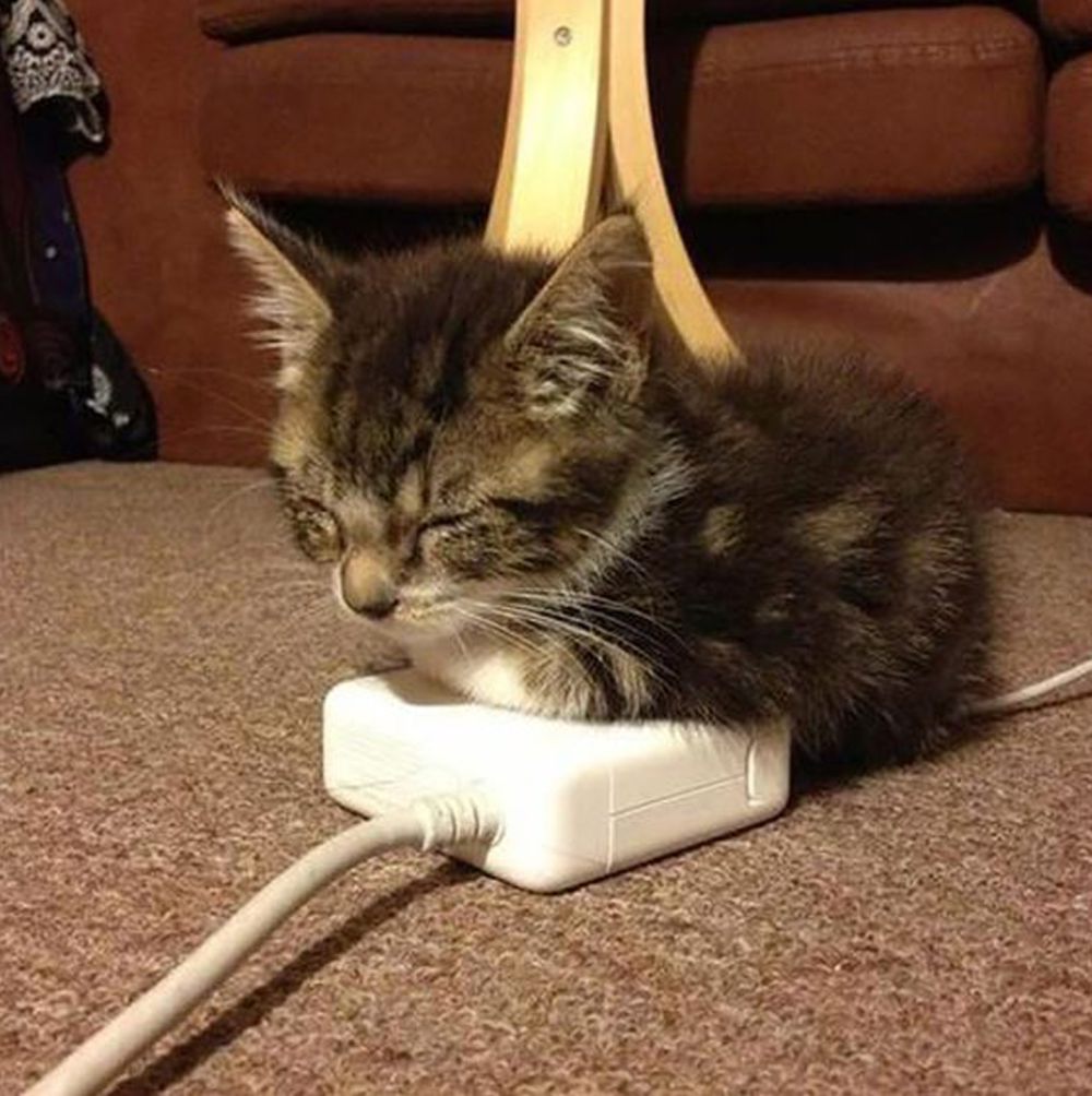 Тепло лапкам. Кот на подзарядке. Кот и электричество. Кот заряжается. Кот на зарядке.