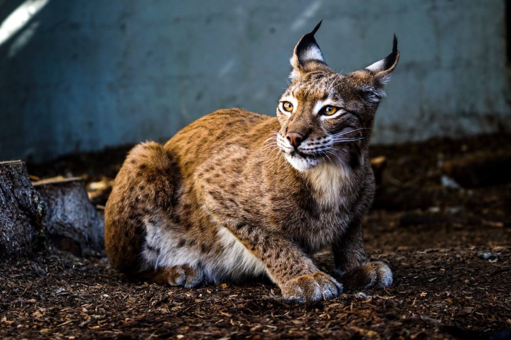 10 Fakta Tentang Lynx, Predator Tangguh dengan Strategi Taktis