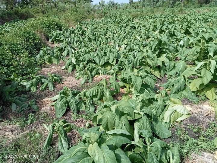 Ratusan Hektare Tanaman Tembakau di Lotim Terancam Gagal Panen