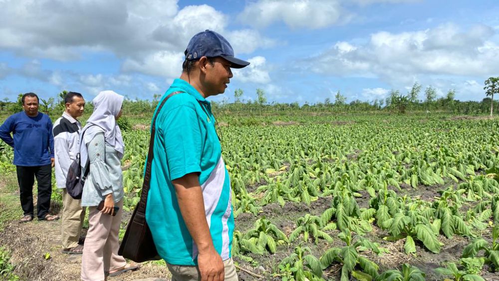 Terancam Gagal Panen, Tembakau Petani di Lotim Terserang Penyakit