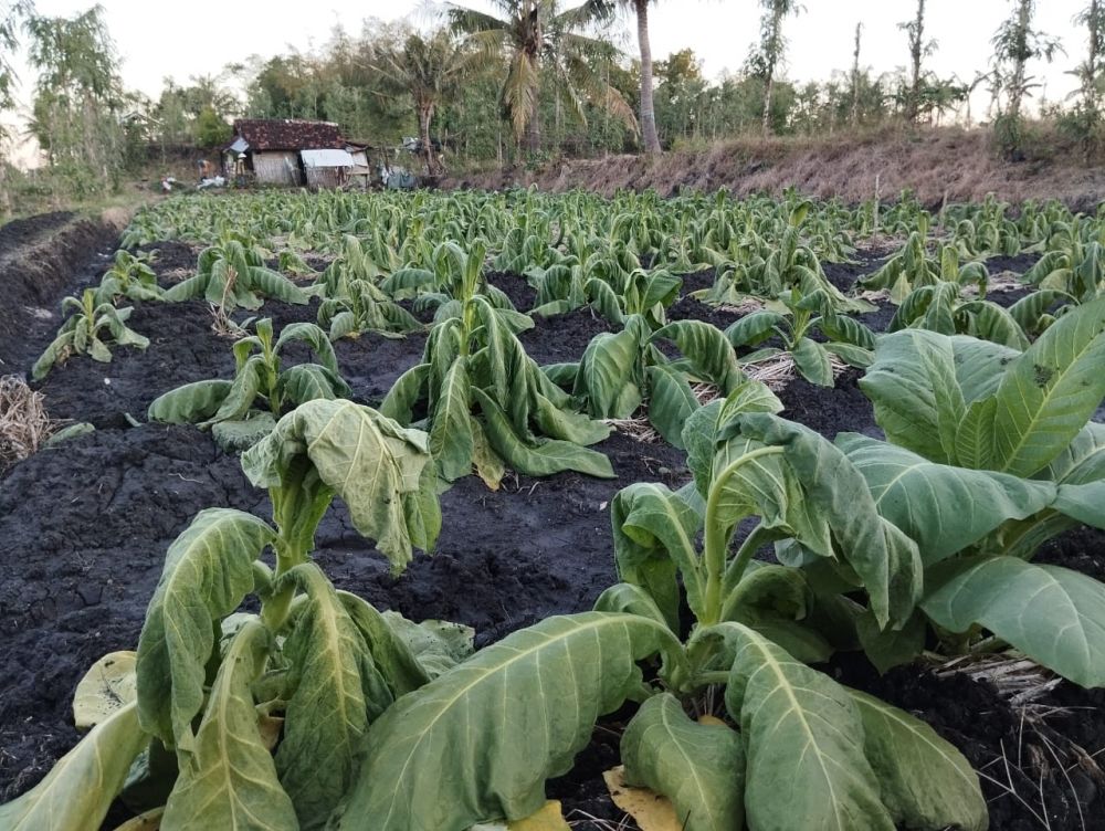 4.245 Hektare Lahan Tembakau di Lotim Terancam Gagal Panen