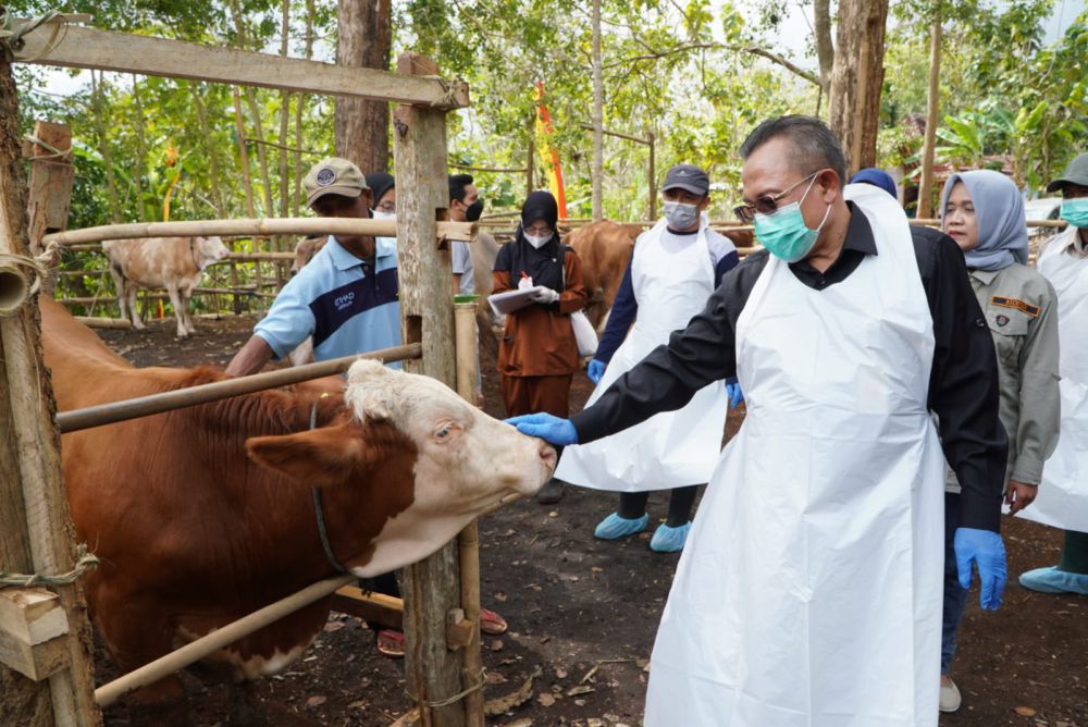 Cegah Penularan Antraks, Ternak Dusun Kropyak Mulai Disuntik Vaksin