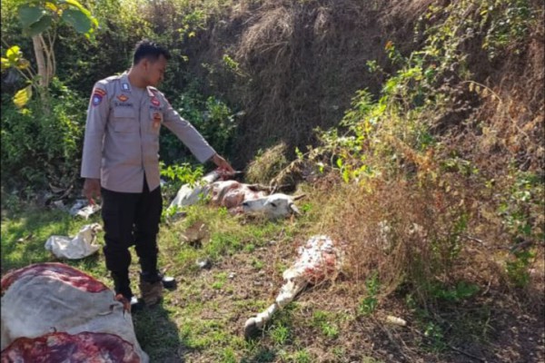 Warga Tuban Digegerkan Penemuan Sapi Terpotong-potong