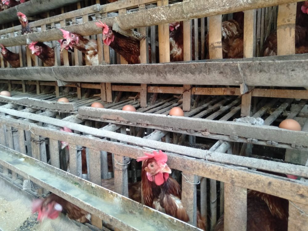 Peternak Ayam Petelur Minta Pemerintah Turut Campur Harga Pakan