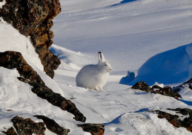 5 Fakta Kelinci Arktik, Pandai Berkamuflase di Lingkungan Ekstrem