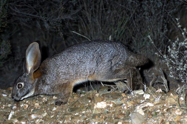 5 Fakta Kelinci Riverine, Satwa di Afrika Selatan Terancam Punah