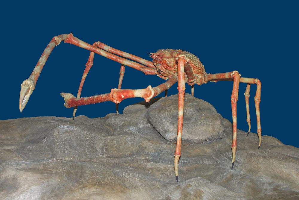 5 Fakta Japanese Spider Crab, Spesies Kepiting Terbesar di Dunia