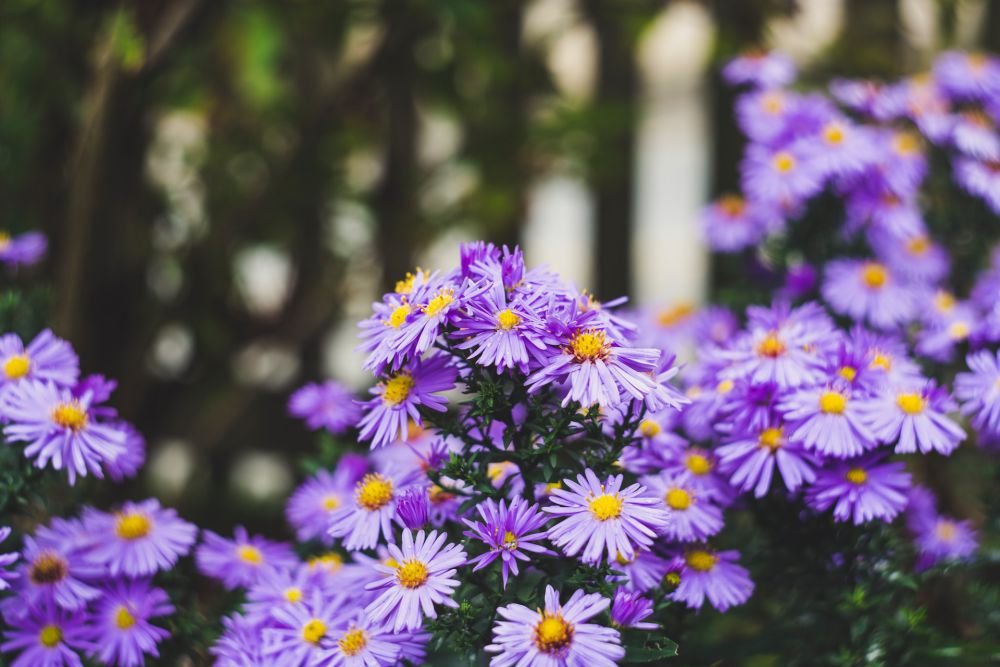 5 Fakta Bunga Aster yang Jarang Diketahui, Kerabat Bunga Matahari! 