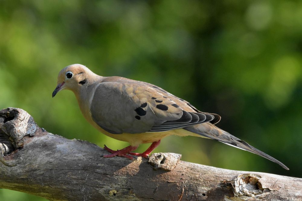 10 Fakta Unik Burung Merpati Duka