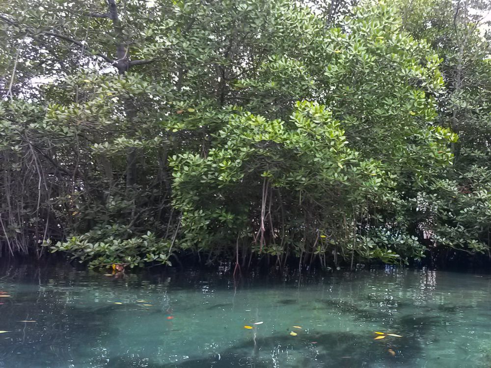 Tiket Masuk Hutan Mangrove Nusa Lembongan, Naik Perahu Lokal