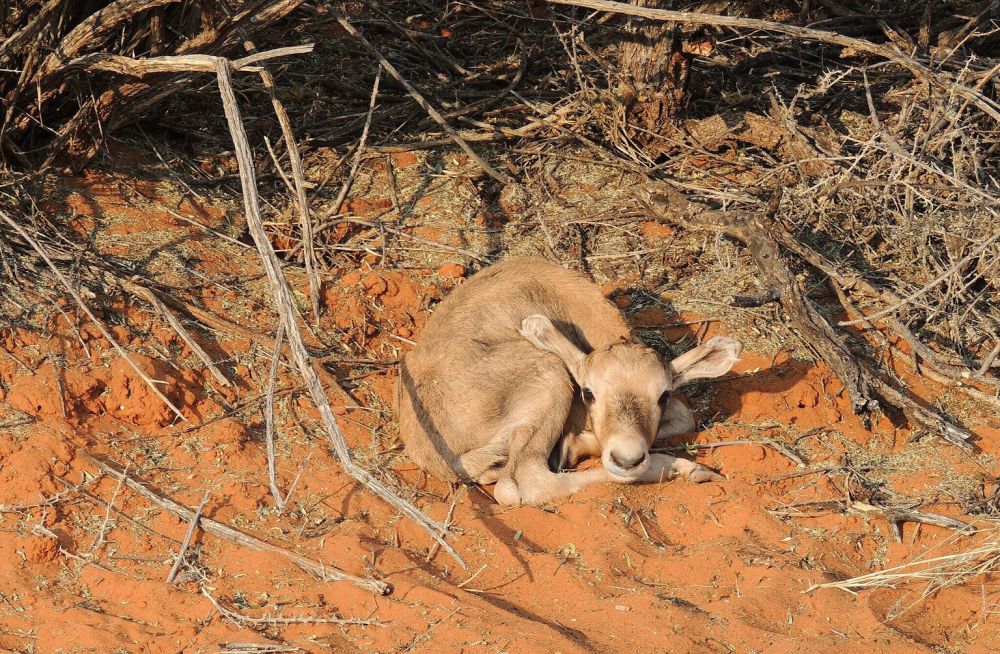 5 Fakta Unik Gemsbok, Mamalia Besar Afrika Hobi Berpoligami