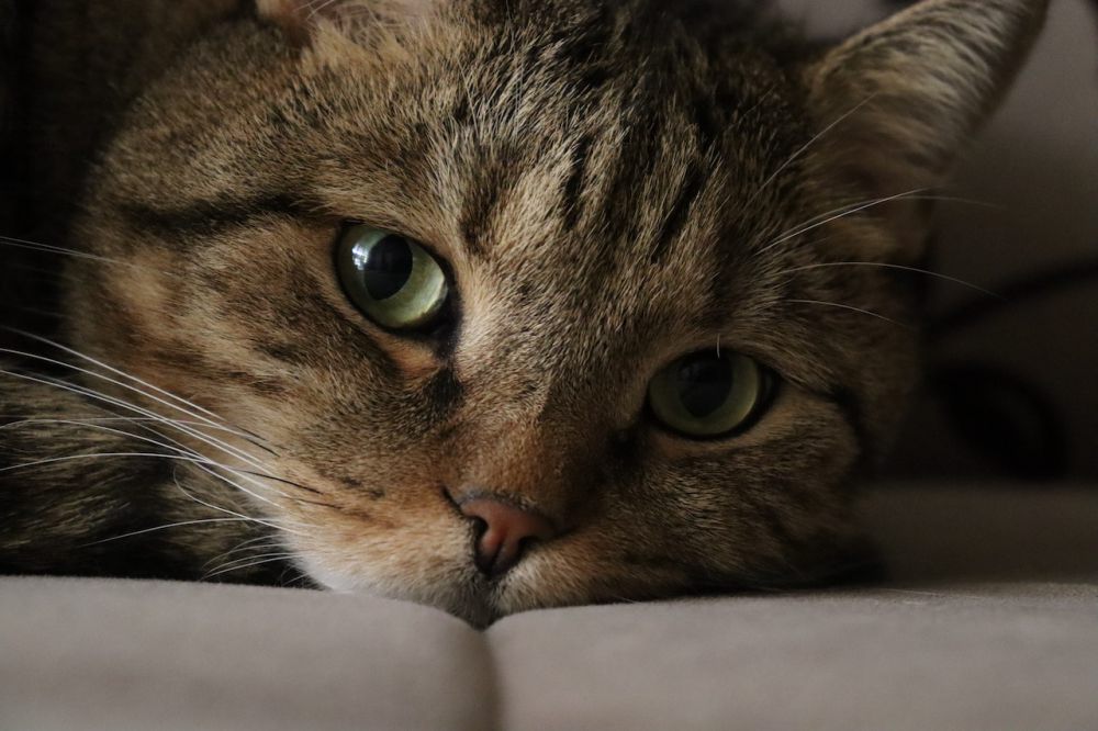 7 Perilaku Manusia yang Dibenci Kucing, Cat Lovers Harus Hati-hati