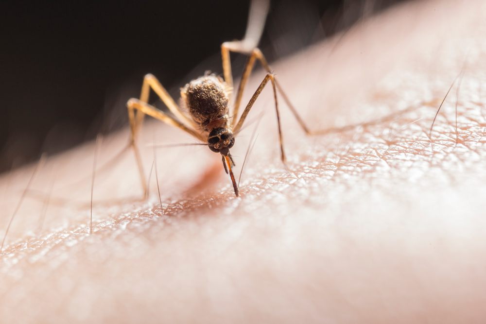 7 Cara Menghilangkan Bekas Gigitan Nyamuk yang Menghitam