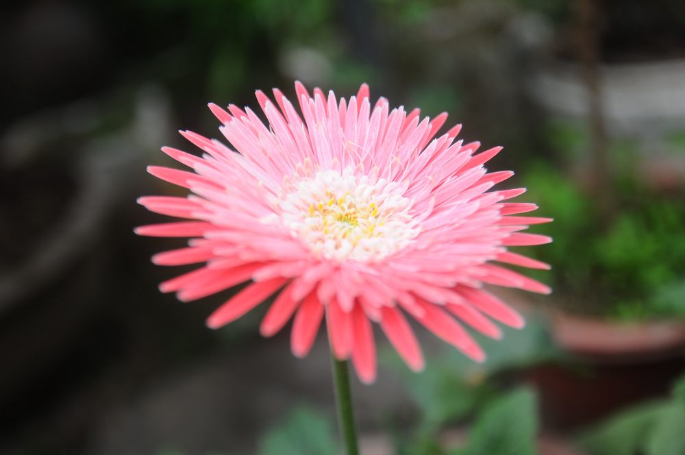 5 Fakta Bunga Aster yang Jarang Diketahui, Kerabat Bunga Matahari! 
