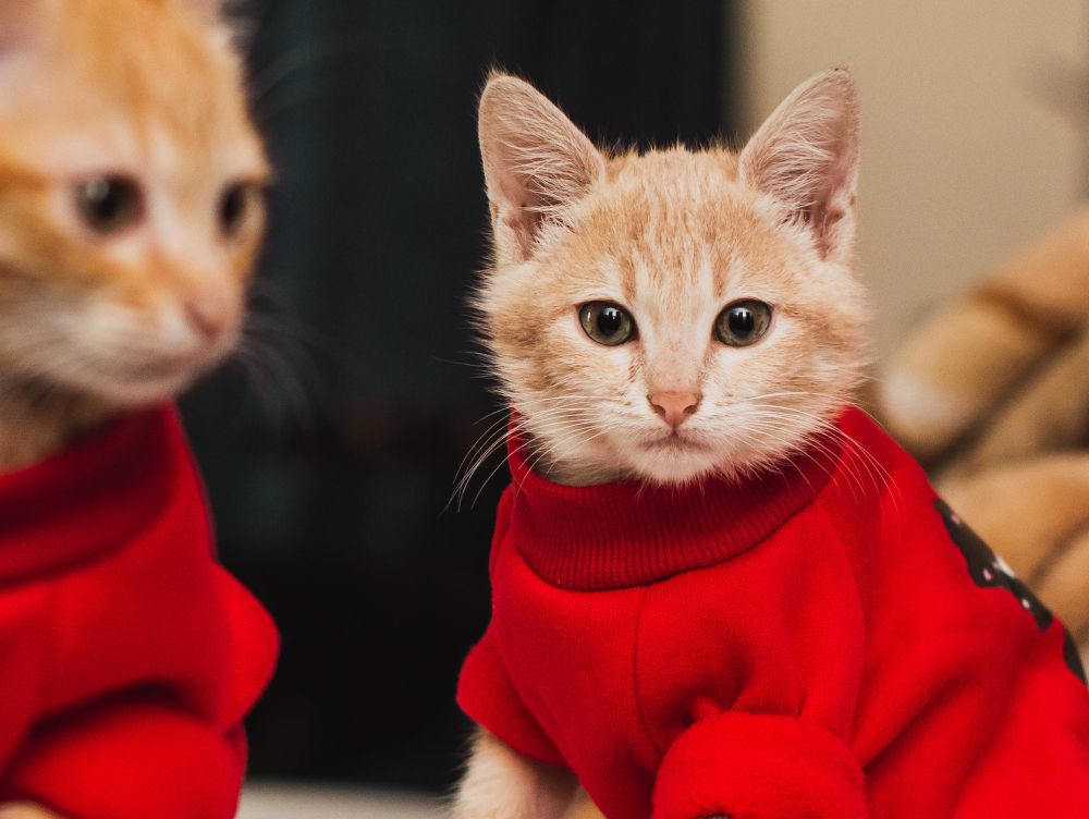 7 Potret Kucing Pakai Baju Layaknya Model, Imut Banget!