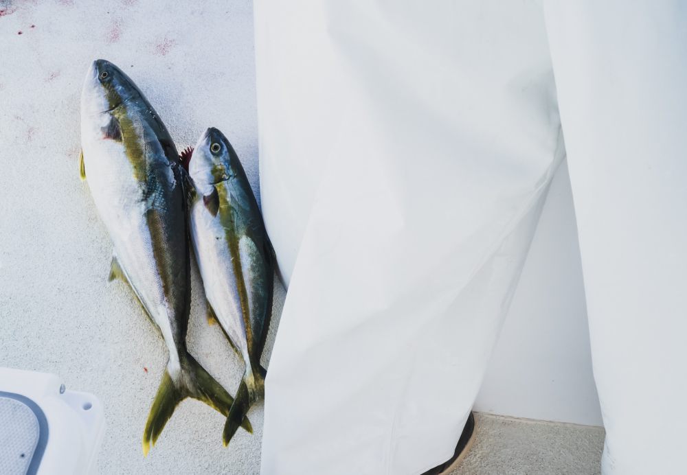 5 Manfaat Ikan Tuna untuk Kesehatan Tubuh, Kaya Omega-3!