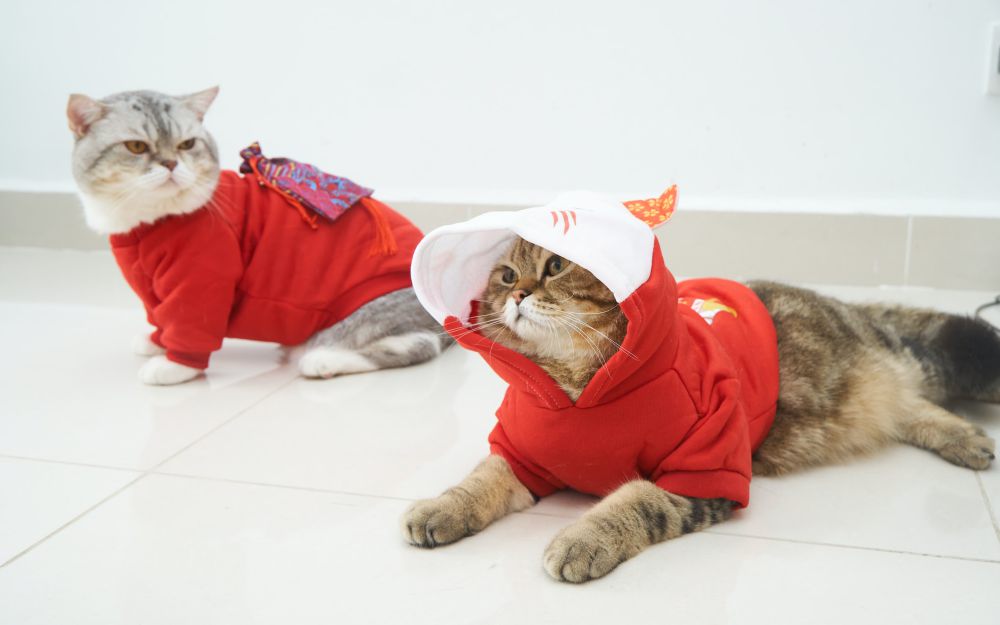 7 Potret Kucing Pakai Baju Layaknya Model, Imut Banget!