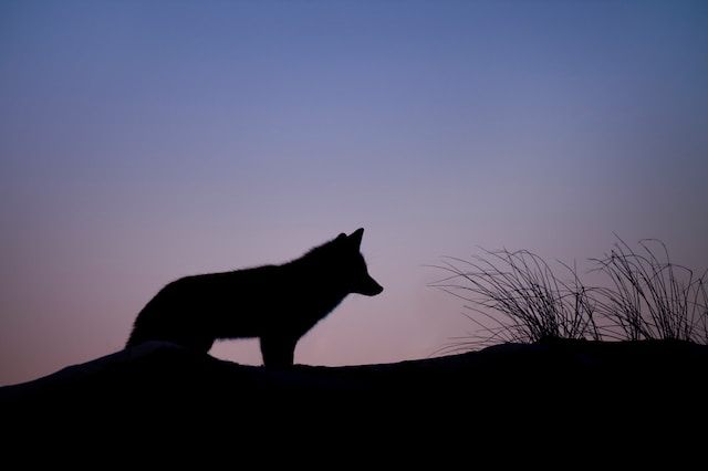 5 Fakta Rubah Darwin, Memiliki Hubungan Spesies dengan Serigala?