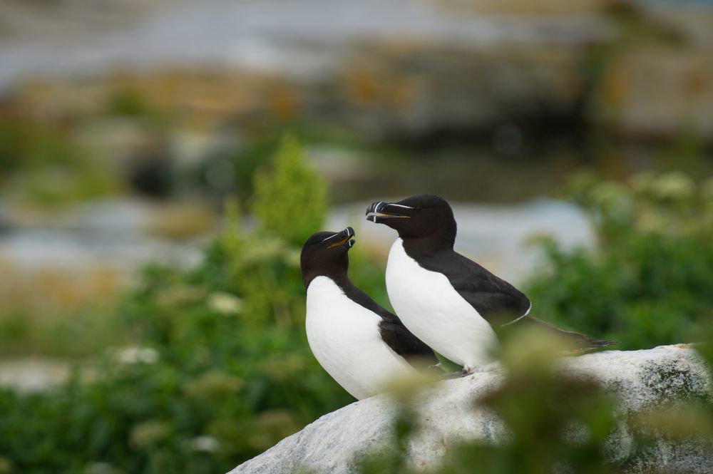 5 Fakta Razorbill, Kerabat Terdekatnya Sudah Punah