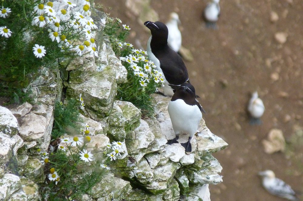 5 Fakta Razorbill, Kerabat Terdekatnya Sudah Punah