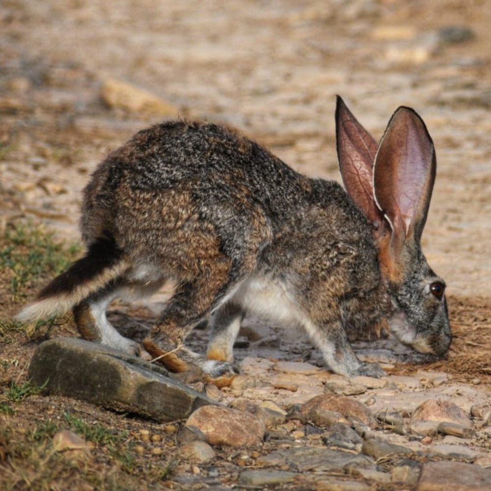 5 Fakta Kelinci Riverine, Satwa di Afrika Selatan Terancam Punah