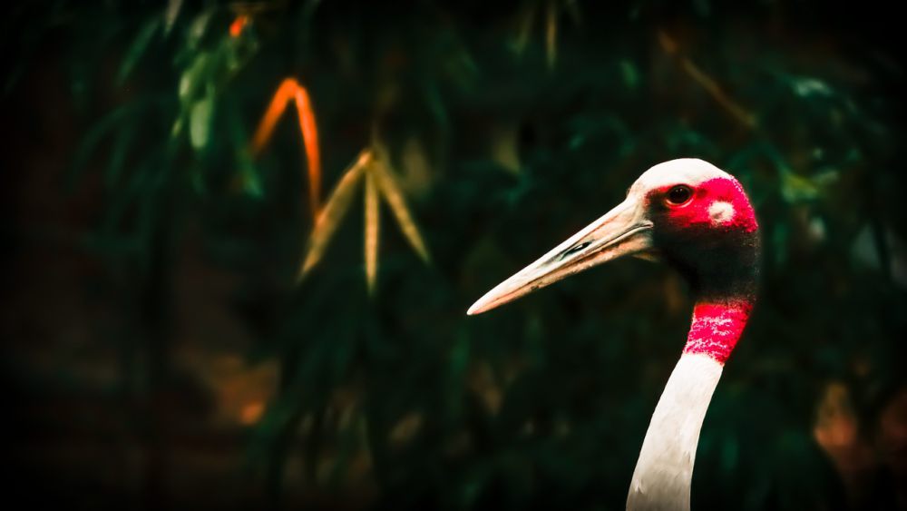 7 Fakta Unik Bangau Keria, Burung Tertinggi di Dunia