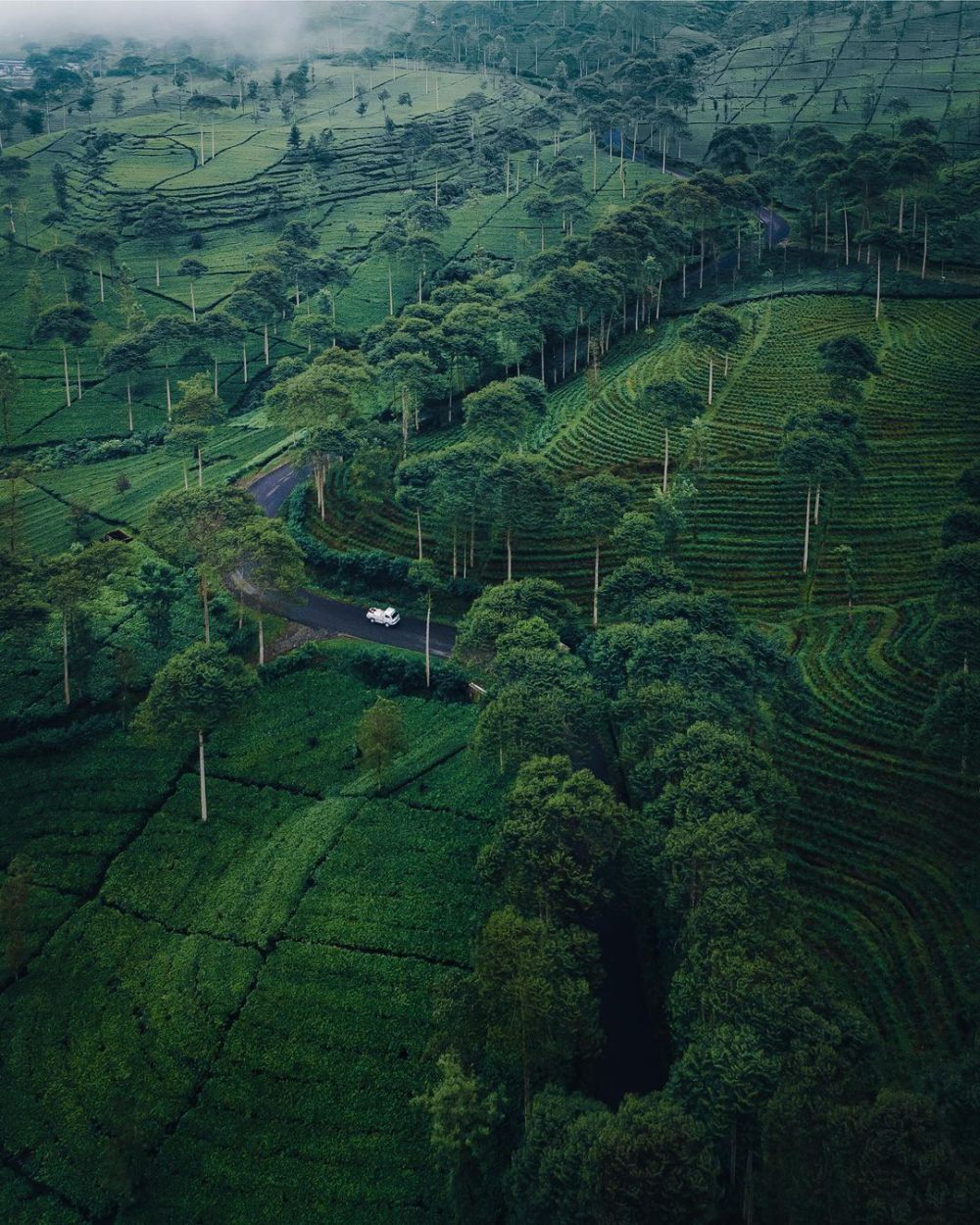 5 Kebun Teh Hits di Wonosobo, Cocok untuk Liburan!