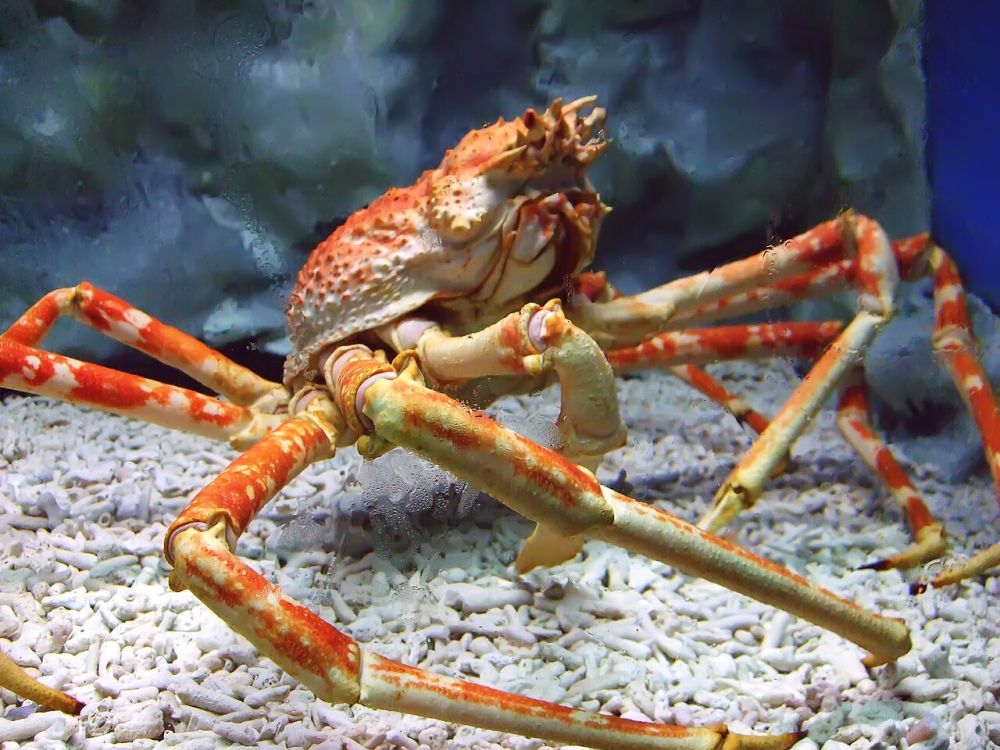 5 Fakta Japanese Spider Crab, Spesies Kepiting Terbesar di Dunia