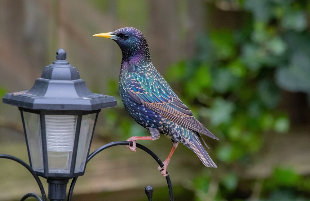 10 Fakta Unik Jalak Eropa, Burung Terindah Dengan Kicauan