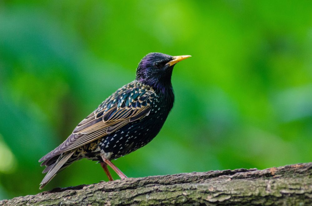 10 Fakta Unik Jalak Eropa, Burung Terindah Dengan Kicauan