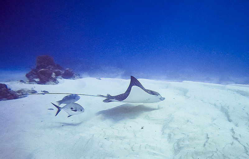 Mengenal Kelompok Ikan Pelagis Dan Ikan Demersal