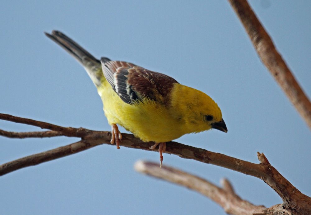 7 Jenis Burung Gereja yang Tersebar di Dunia, Si Mungil Bersuara Merdu