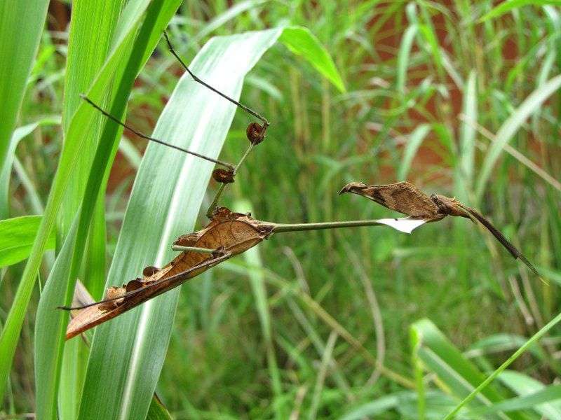 9 Fakta Belalang Sembah Biola, Belalang Sembah Unik