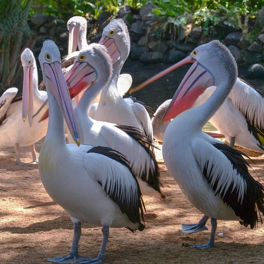 Tiket Masuk Bali Bird Park, Dihuni 250 Spesies Burung