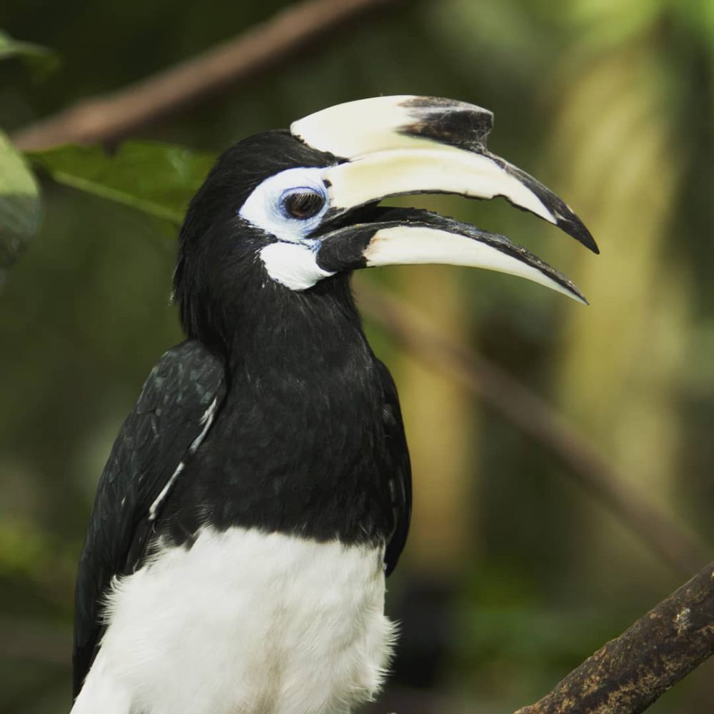 Tiket Masuk Bali Bird Park, Dihuni 250 Spesies Burung