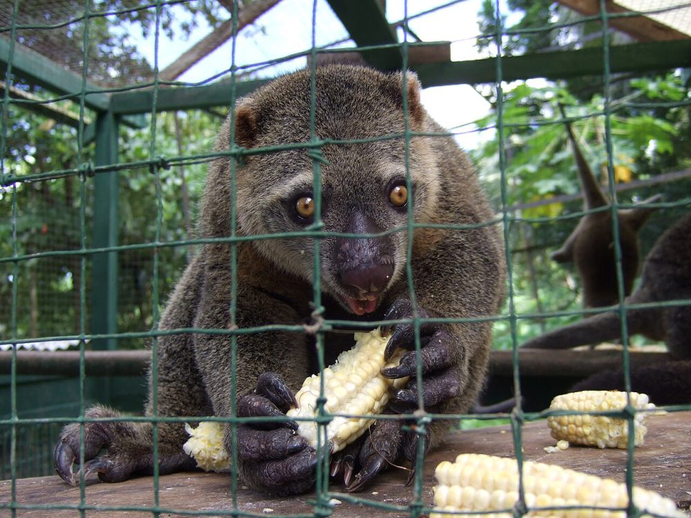 10 Fakta Kuskus Beruang Sulawesi, Satwa Pendiam yang Terancam Punah 