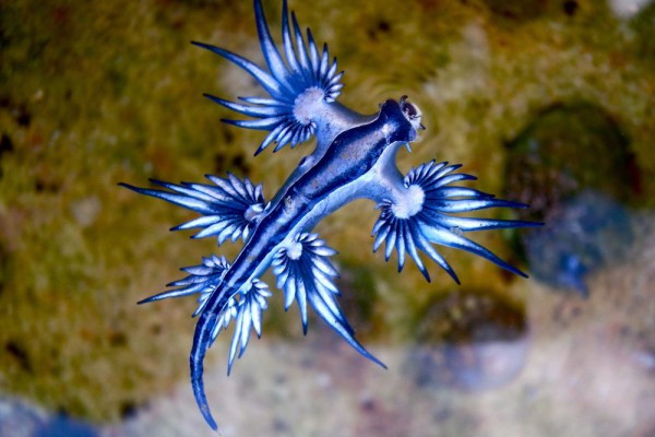 6 Fakta Menakjubkan Siput Laut Biru, Mereka Beracun!