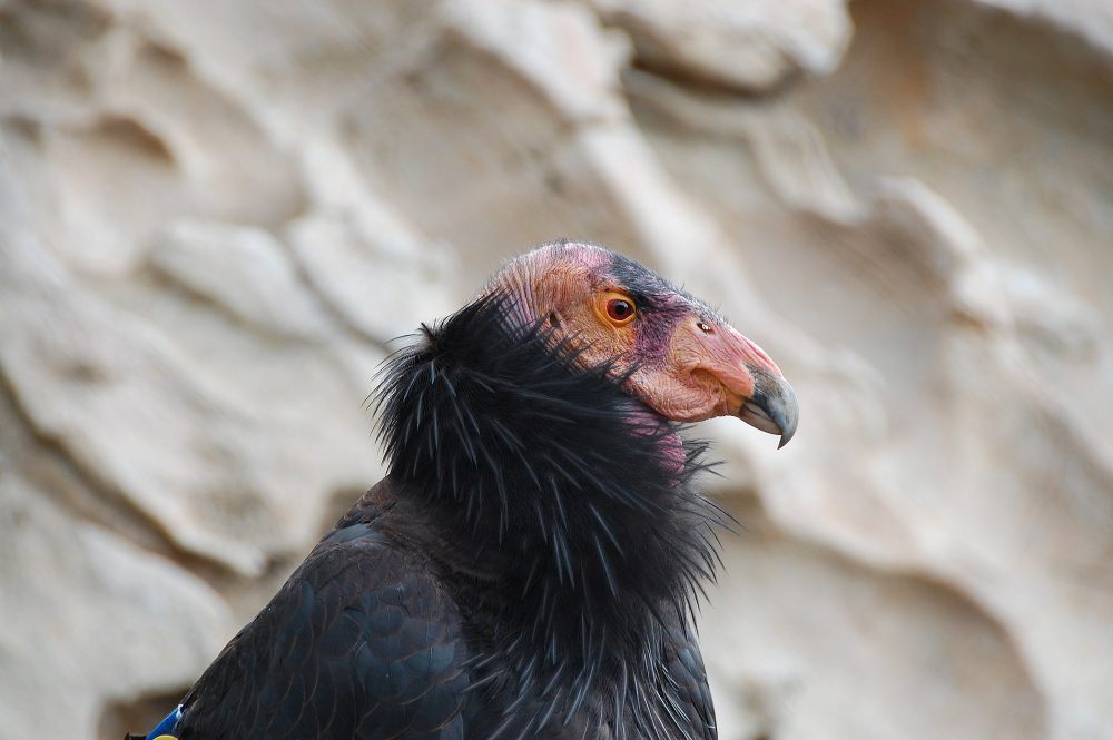 6 Fakta Condor California, Memiliki Mekanisme Pendinginan Diri Unik