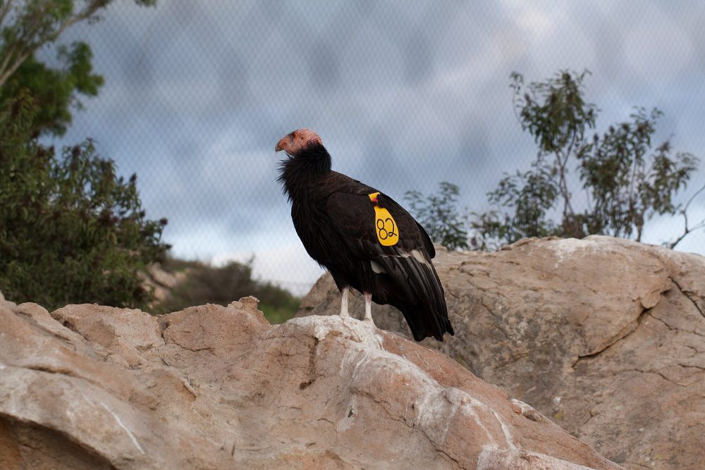 6 Fakta Condor California, Memiliki Mekanisme Pendinginan Diri Unik