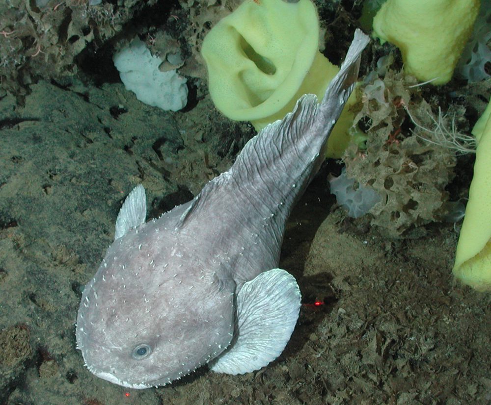 7 Fakta Unik Blobfish, Pernah Dinobatkan Hewan Terjelek di Dunia!