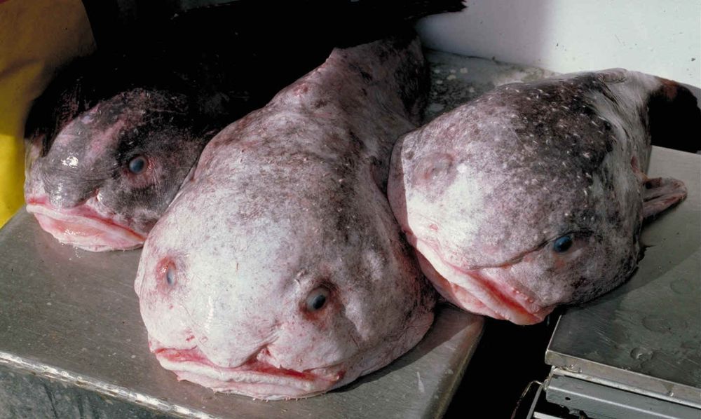 7 Fakta Unik Blobfish, Pernah Dinobatkan Hewan Terjelek di Dunia!