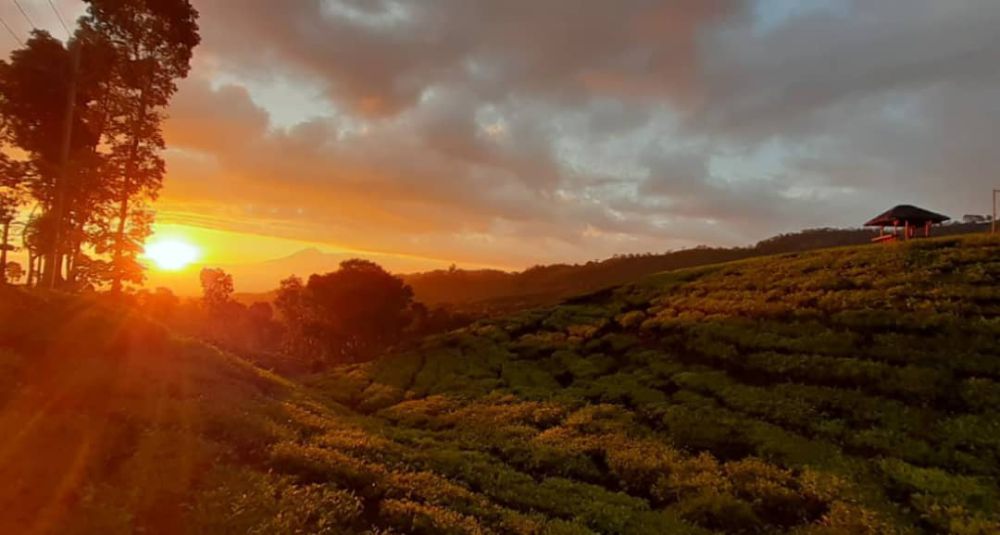 5 Wisata Dataran Tinggi di Jember, Udaranya Sejuk! 