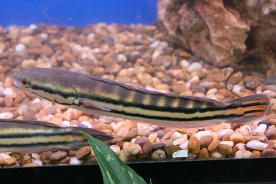5 Fakta Ikan Toman, Predator Air Tawar yang Agresif