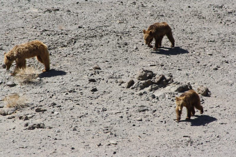 7 Fakta Beruang Gobi, Hewan Endemik Gurun Gobi yang Hampir Punah