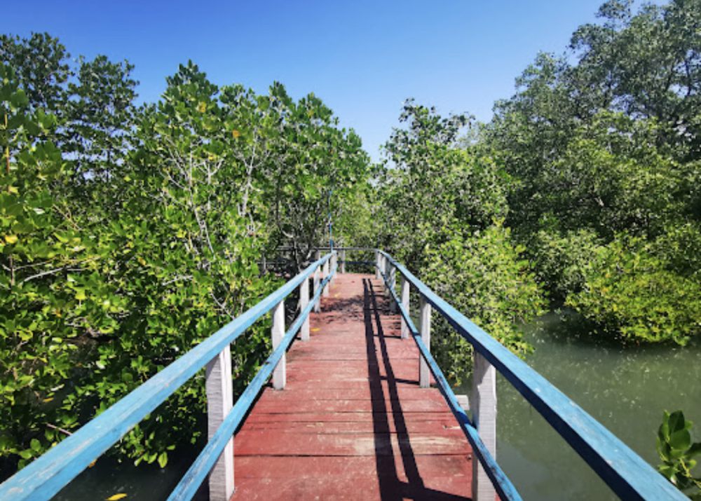 7 Rekomendasi Wisata Mangrove di Lombok, Bisa Dijelajahi Pakai Kano