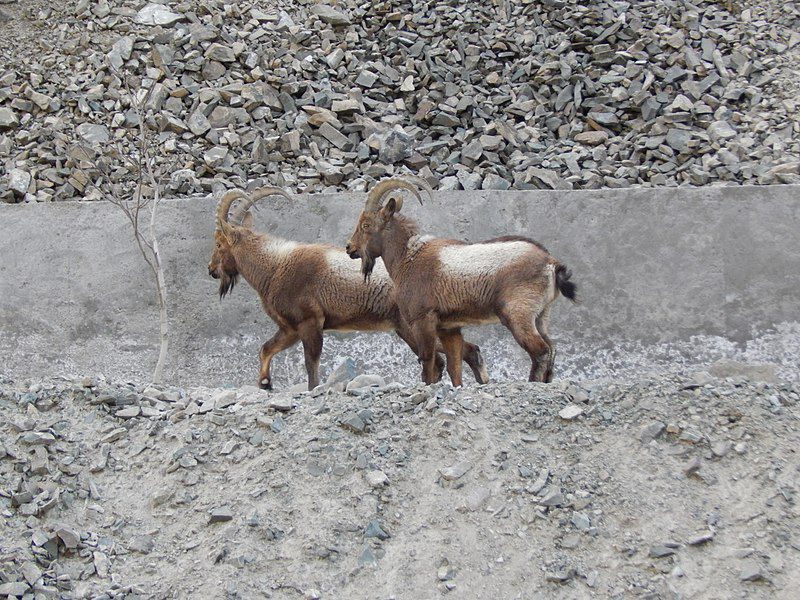 5 Fakta Menarik Siberian Ibex, Mamalia dengan Ukuran Tanduk Raksasa!